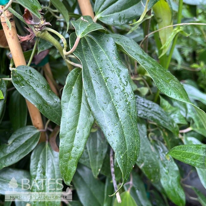 #5 Clematis arm Snowdrift/ Evergreen