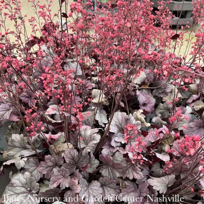 #1 Heuchera x PW Dolce &#39;Silver Gumdrop&#39;/ Coral Bells