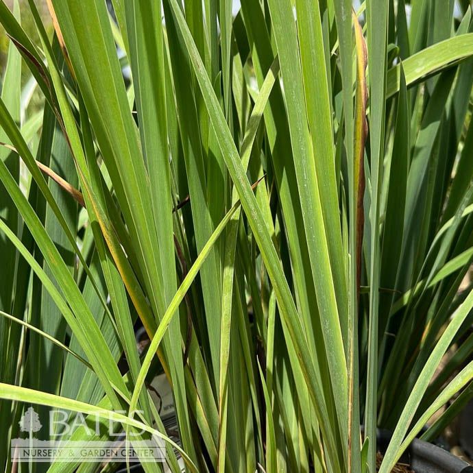 #1 Iris sibirica Sky Wings/ Blue Siberian
