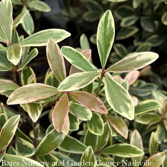 #3 Cleyera japonica SL Juliet/ Variegated Ternstroemia