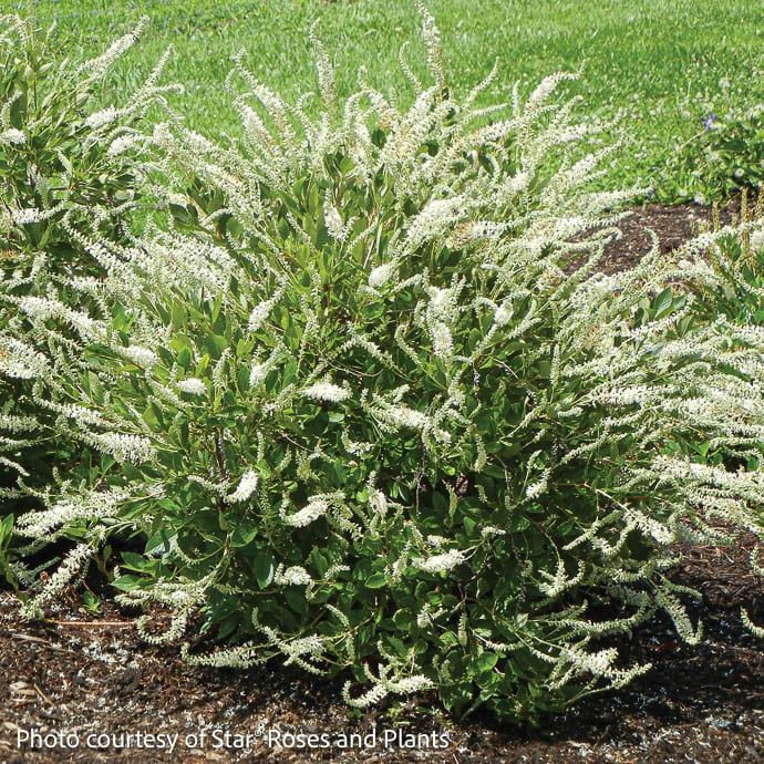 #3 Clethra alnifolia Summer Sparkler/ White Compact Summersweet Native (TN)