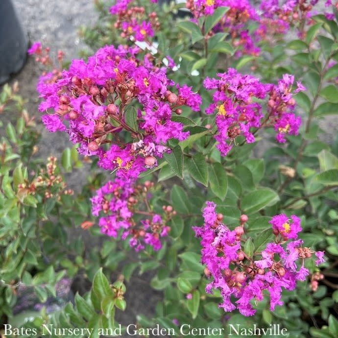 Topiary Patio Tree #5 Lagerstroemia Bellini Grape/ Dwarf Crape Myrtle