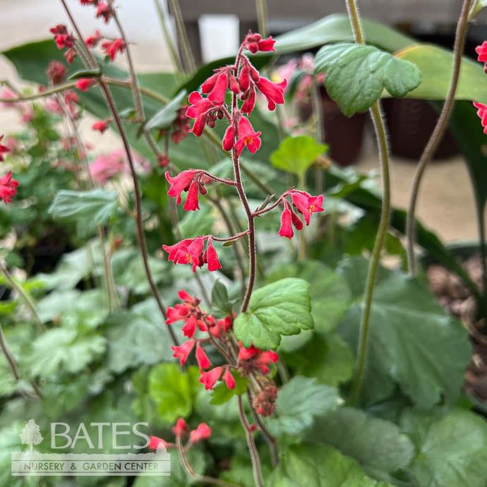 #1 Heuchera sang Ruby Bells/ Coral Bells
