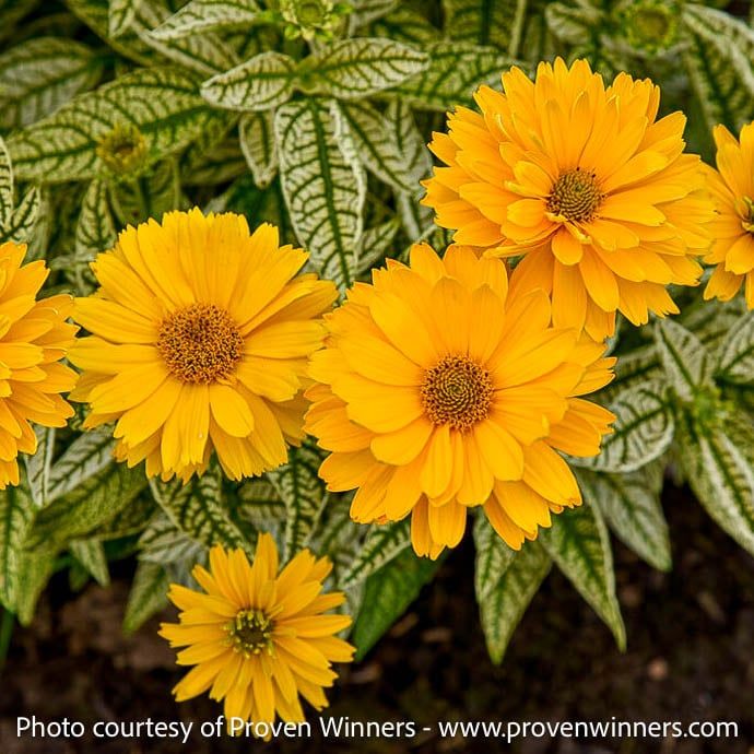 #1 Heliopsis hel PW Bit of Honey/ False Sunflower Native (TN)