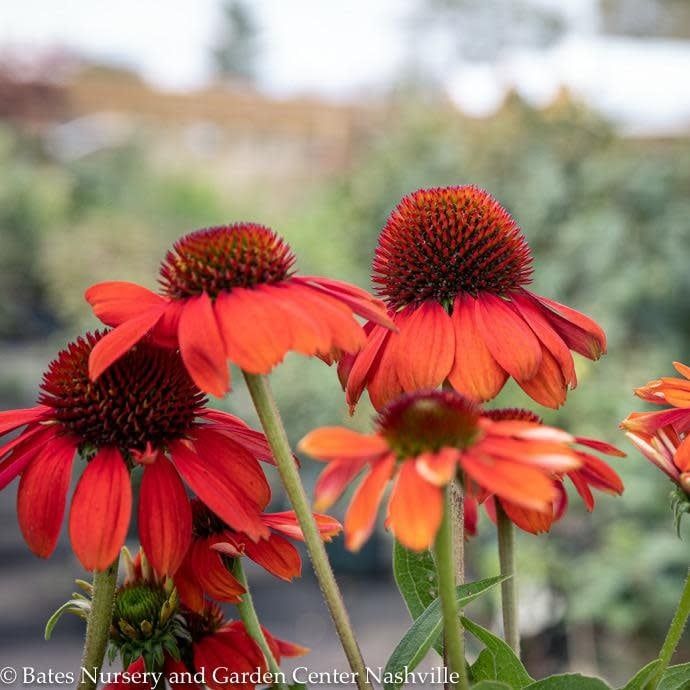 #1 Echinacea x PW Sombrero &#39;Flamenco Orange&#39;/ Coneflower