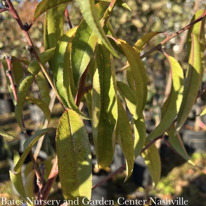 Edible #5 Prunus Belle Of Georgia/ Semi-dwarf Self-fertile Peach