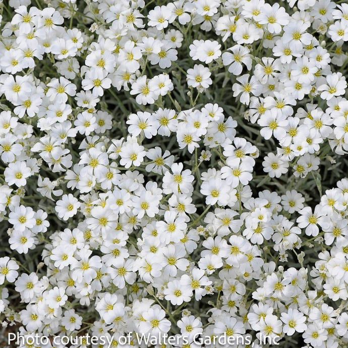 8p Cerastium tom Yo Yo/ Snow in Summer