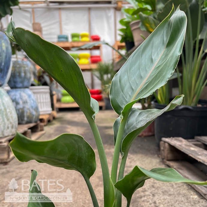 6p! Strelitzia /Yellow Bird of Paradise /Tropical