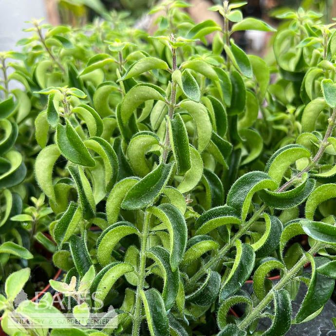 8hb! Aeschynanthus Curly Rasta /Lipstick Plant /Tropical