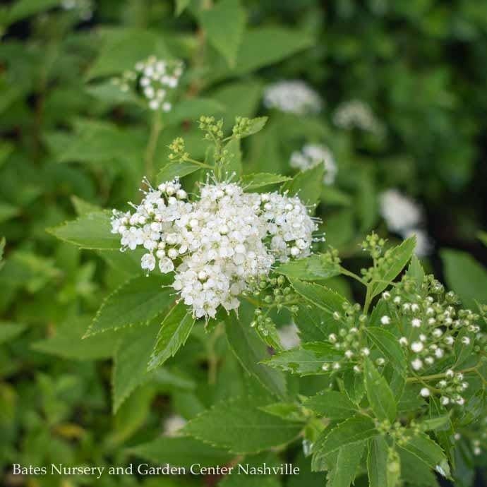 #5 Spiraea japonica Yeti/ White Flowers