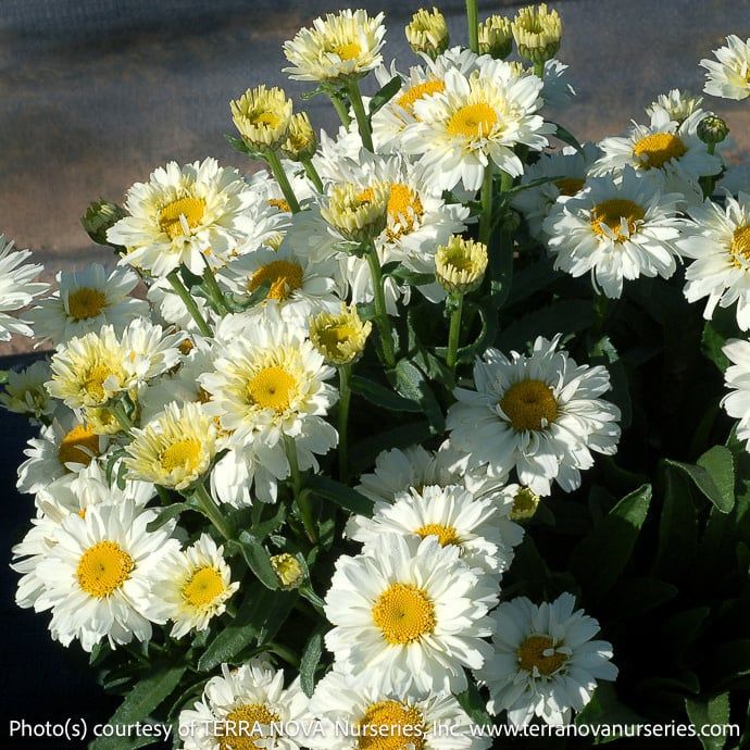 #1 Leucanthemum Sugar Bowl/ Shasta Daisy