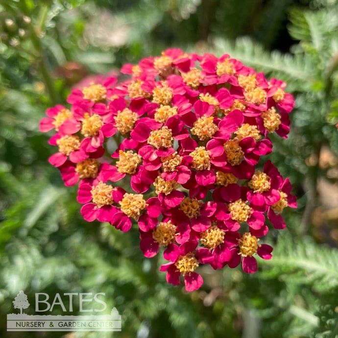 #1 Achillea mill Milly Rock &#39;Rose&#39;/ Pink Yarrow Native (TN)