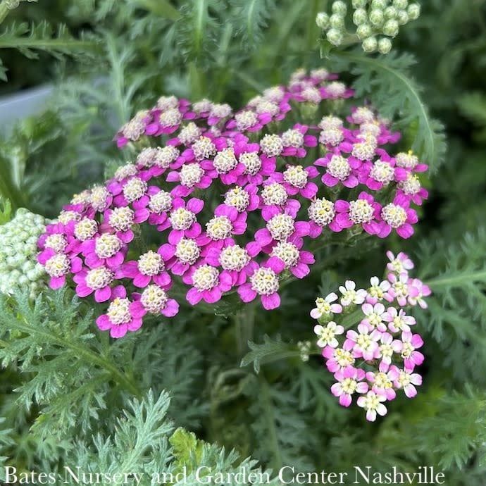 #1 Achillea mill Milly Rock &#39;Rose&#39;/ Pink Yarrow Native (TN)