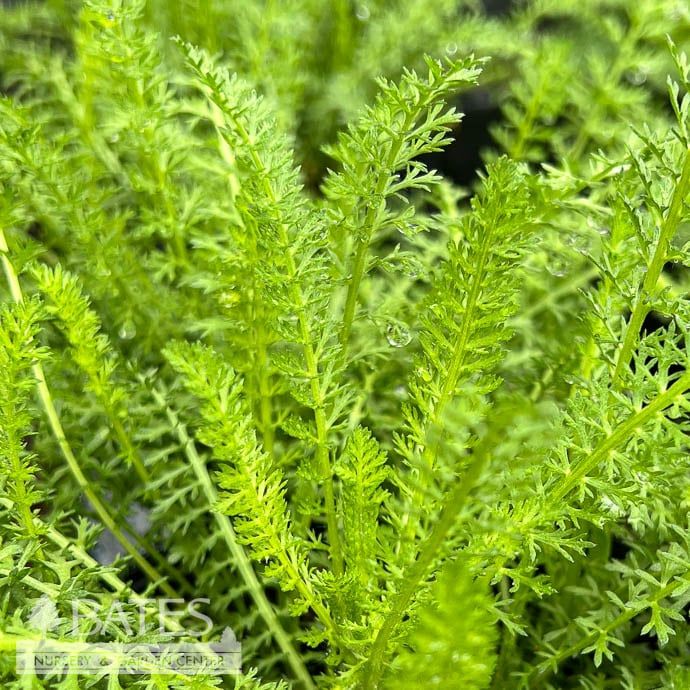 #1 Achillea mill Skysail Bright Pink/ Yarrow Native (TN)