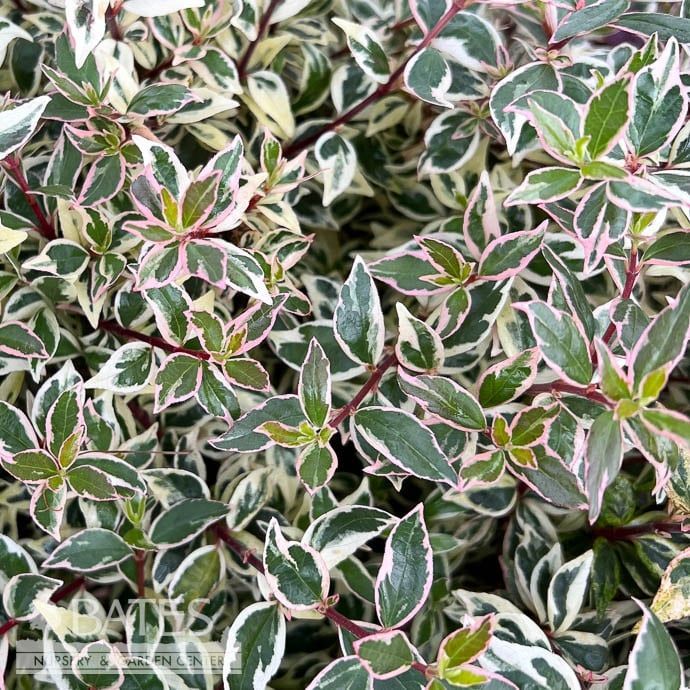 #3 Abelia x Suntastic &#39;Pink&#39;/ Variegated