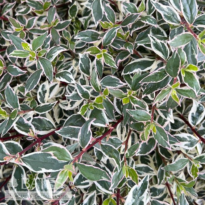 #3 Abelia x Suntastic &#39;Pink&#39;/ Variegated