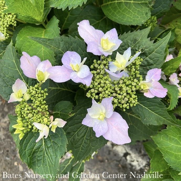 #3 Hydrangea serr PW Tuff Stuff AH-HA/ Mountain/ Lacecap Rebloom Blue to Pink