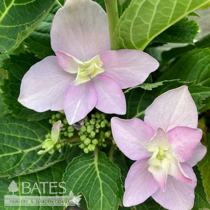 #3 Hydrangea serr PW Tuff Stuff AH-HA/ Mountain/ Lacecap Rebloom Blue to Pink