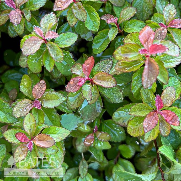#3 Spiraea japonica Empire &#39;Northern Lights&#39;/  Red-yellow-green Foliage, Pink Flowers