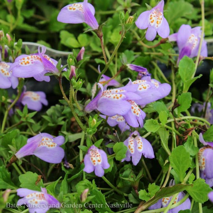 QP Mazus reptans/ Purple Creeping