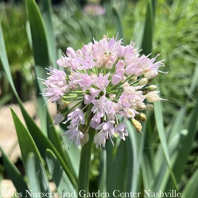 #1 Allium Bubble Bath/ Flowering Onion