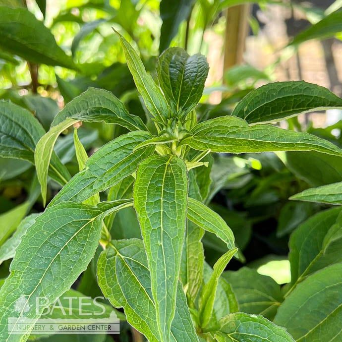 #1 Echinacea pur Primadonna Deep Rose/ Pink Coneflower Native (TN)
