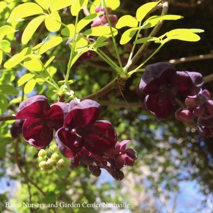 #5 Akebia quinata/ Fiveleaf Chocolate Vine