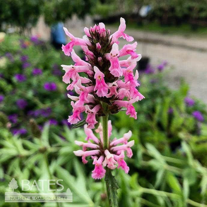 #1 Stachys off Pink Cotton Candy/ Lamb&#39;s Ear