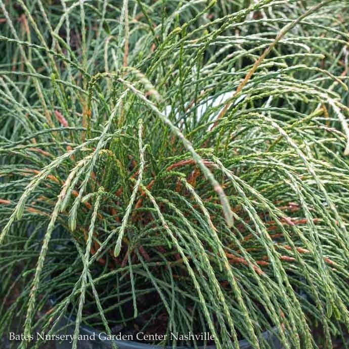 #3 Thuja plicata Whipcord/ Threadleaf Arborvitae