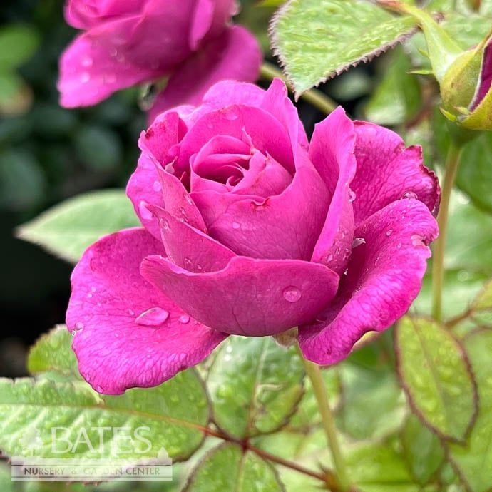 #2 Rosa Sunbelt &#39;Plum Perfect&#39;/ Purple Floribunda Rose - No Warranty