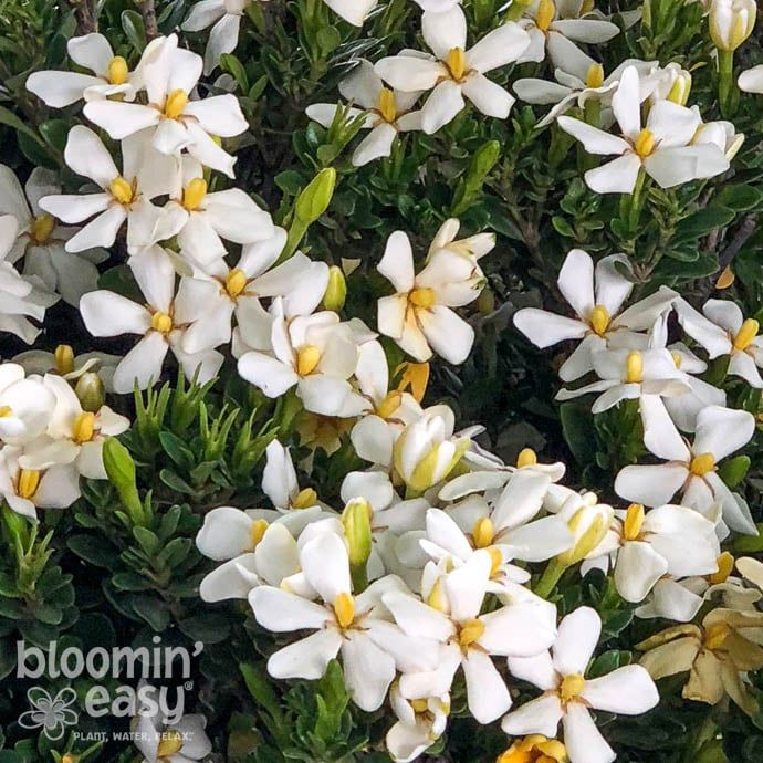 #2 Gardenia aug BE Daisy Duke/ Hardy - No Warranty
