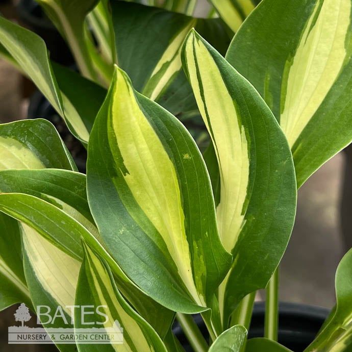 #1 Hosta Ann Kulpa/ Green w/ Yellow Eye