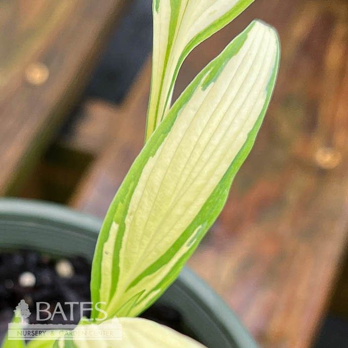 #1 Hosta Ann Kulpa/ Green w/ Yellow Eye