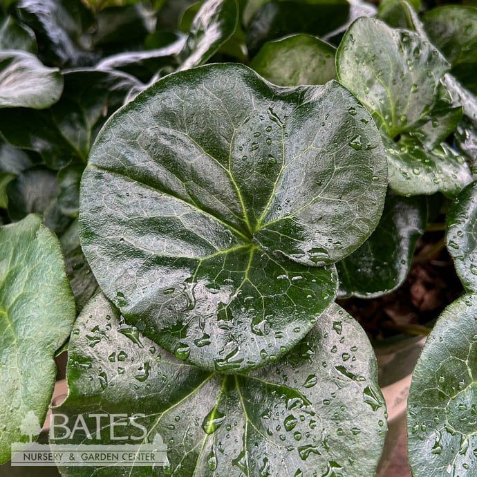 #1 Asarum europaeum/ Wild European Ginger