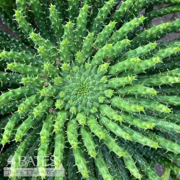 8p! Euphorbia Medusa / Cactus /Tropical