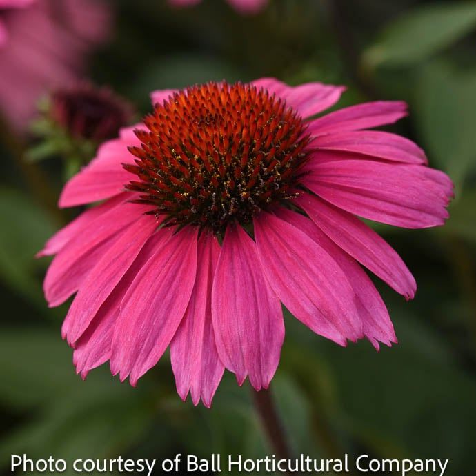 #1 Echinacea x Sombrero &#39;Rosada&#39;/ Pink Coneflower