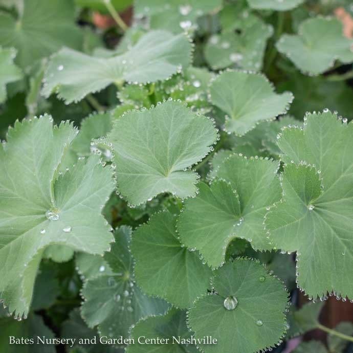 #1 Alchemilla mollis Thriller/ Lady&#39;s Mantle
