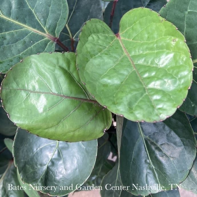 8p! Aralia Fabian Cane / Polyscias scu /Tropical