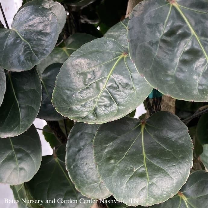 8p! Aralia Fabian Cane / Polyscias scu /Tropical