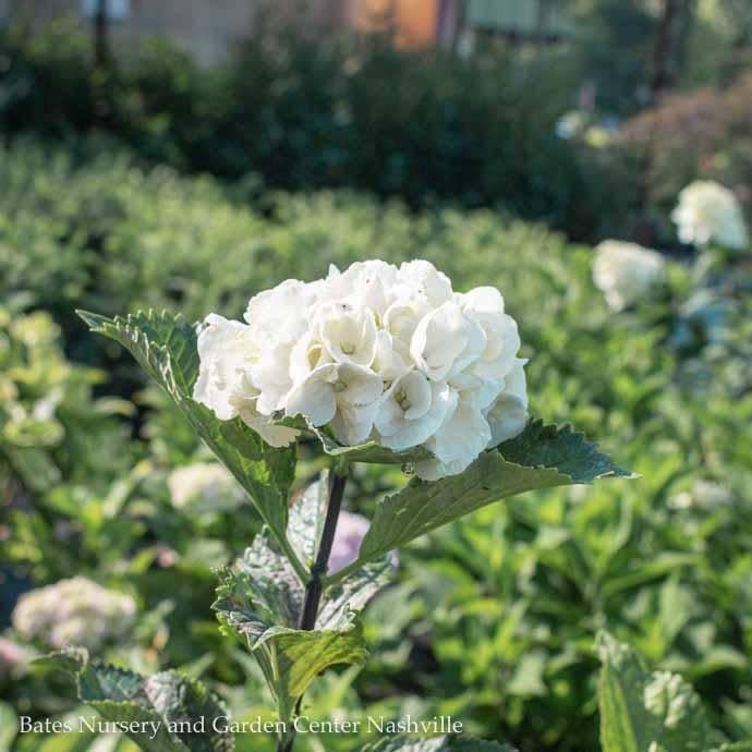 #3 Hydrangea mac Zebra (Onyx) /Bigleaf/ Mophead Rebloom White