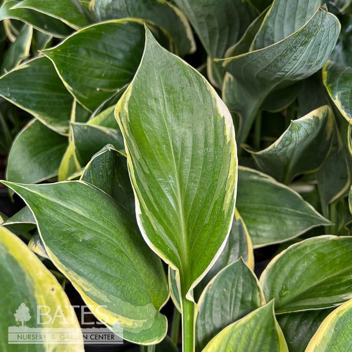 #1 Hosta Liberty Dutch Form/ Green, Yellow