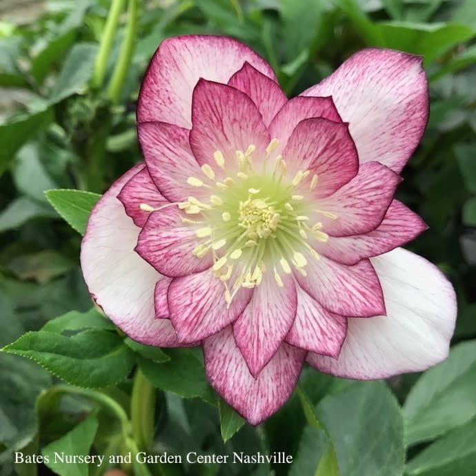 #1 Helleborus Winter Jewels &#39;Cherry Blossom&#39;/ Lenten Rose