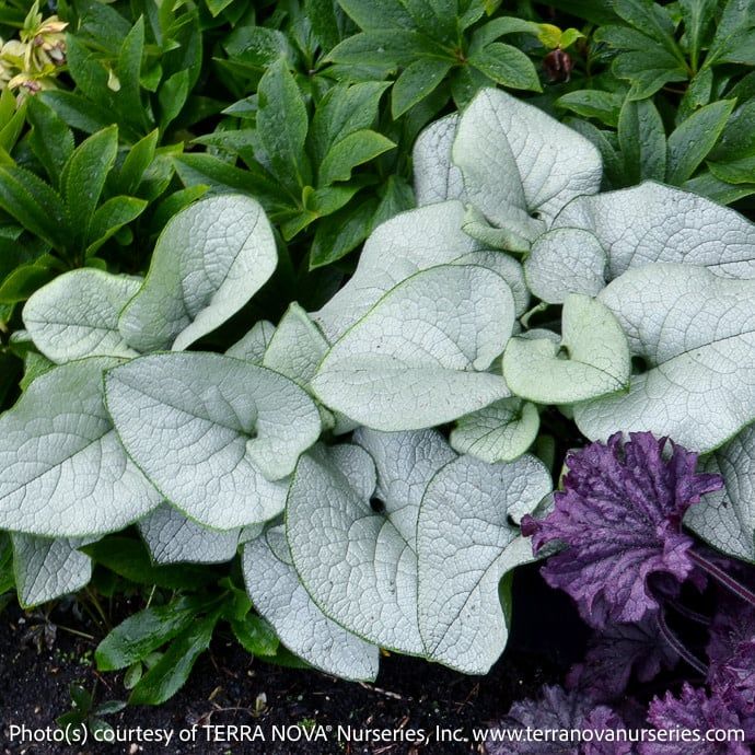 #1 Brunnera mac Alexandria/ Siberian Bugloss