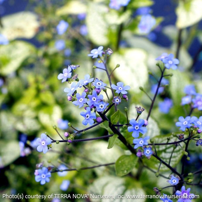 #1 Brunnera mac Alexandria/ Siberian Bugloss