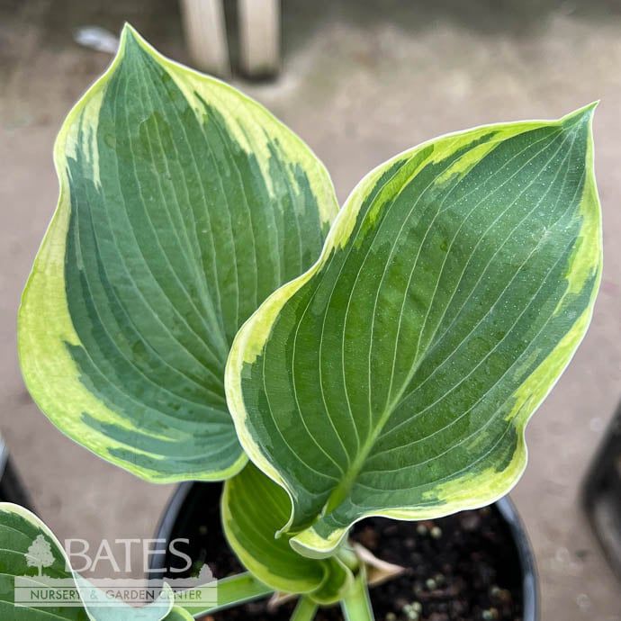 #1 Hosta American Halo/ Variegated Blue-green, White