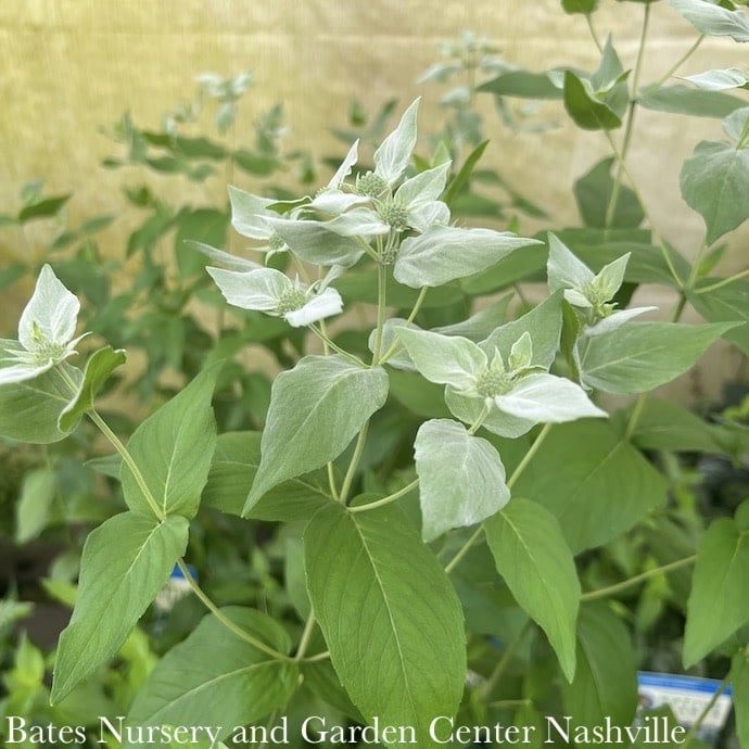 #1 Pycnanthemum muticum NGN/ Short-toothed Mountain Mint Native (TN)