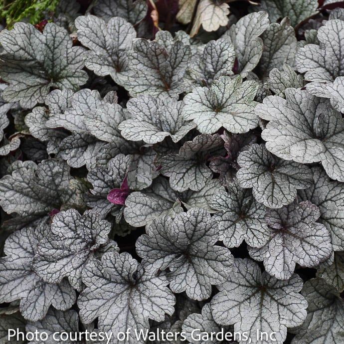 #1 Heuchera Smoke and Mirrors/ Coral Bells