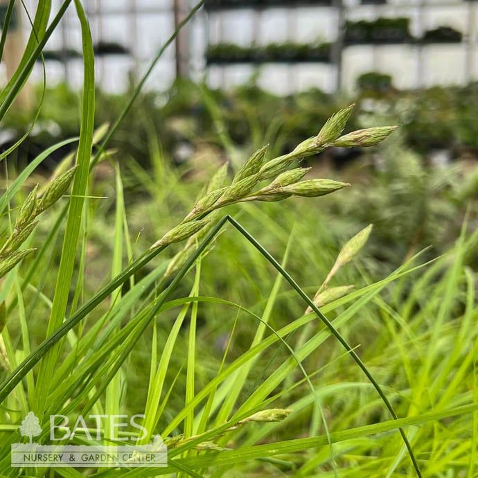 #1 Carex muskingumensis/ Palm Sedge Native (TN)