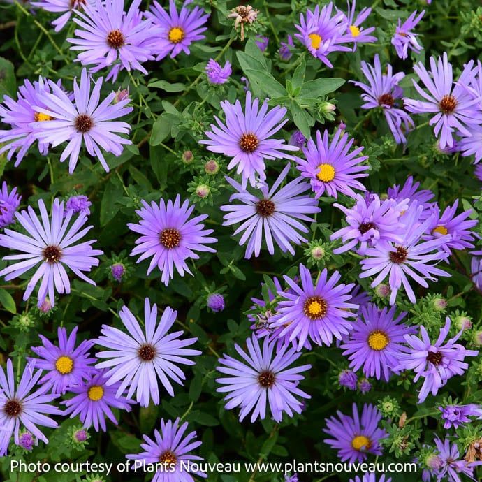 #1 Symphyotrichum x Billowing Violet/ Compact Aster