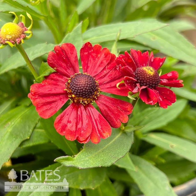 #1 Helenium Hayday &#39;Red&#39;/ Sneezeweed Native (TN)